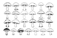 50 Mushroom Procreate Stamps Brushes Product Image 5