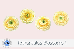 Ranunculus Watercolor Flowers 1 Product Image 2