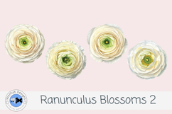 Ranunculus Watercolor Flowers 2 Product Image 2