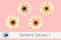 Watercolor Gerbera Daisies PNG Floral Clipart Set Product Image 2
