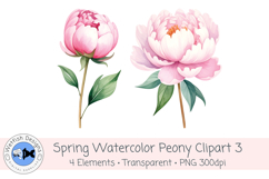 Watercolor PNG 300dpi Peony Flowers 3 Product Image 2