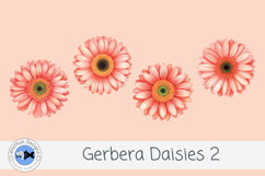 Watercolor Gerbera Daisies PNG Floral Clipart Set 2 Product Image 2