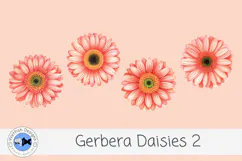 Watercolor Gerbera Daisies PNG Floral Clipart 2 Product Image 2