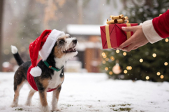 Dog in a Santa hat eagerly looking at a red gift box during Product Image 1