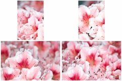 40 Pink Flower Blossom Photographs Close Up Product Image 3