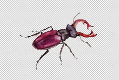 May beetle ordinary watercolor png Product Image 3