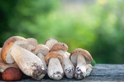 Chic porcini and boletus mushrooms on the table Product Image 1