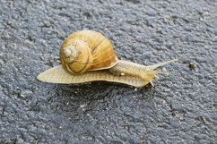 Big garden snail in shell crawling on wet road hurry home Product Image 27