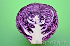 Red cabbage tree Product Image 1