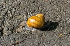 Big garden snail in shell crawling on wet road hurry home Product Image 29