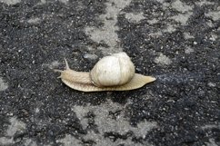 Big garden snail in shell crawling on wet road hurry home Product Image 7