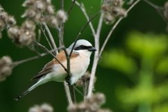 red-backed shrike Lanius Collurio. Product Image 1