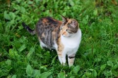 Cat in the grass Product Image 1