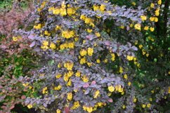 blooming flowers in the garden Product Image 1