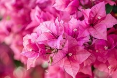 Close up of vibrant pink bougainvillea flowers blooming in a Product Image 1