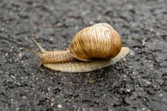 Big garden snail in shell crawling on wet road hurry home Product Image 6