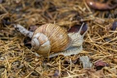 Big garden snail in shell crawling on wet road hurry home Product Image 3