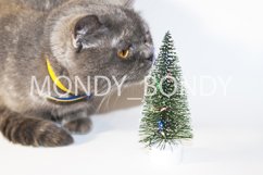 Gray Scottish cat with yellow eyes jerks with a decorative Product Image 1