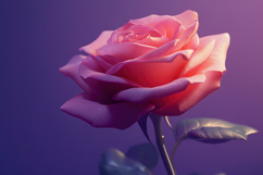 Pink Rose with Purple Background Wallpaper Product Image 1