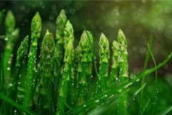Fresh asparagus shoots with morning dew Product Image 1