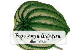 Leaves - Vintage Peperomia Argyrea Product Image 1