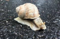 Big garden snail in shell crawling on wet road hurry home Product Image 20