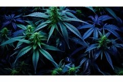 cannabis blue marijuana Product Image 1