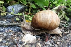 Big garden snail in shell crawling on wet road hurry home Product Image 23