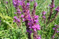 SET different blooming flowers with leaves in natural nature Product Image 5
