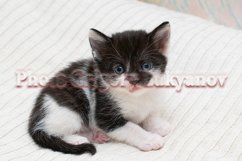 Stock Photo - Little kittens at home on a plaid. Product Image 1
