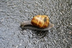 Big garden snail in shell crawling on wet road hurry home Product Image 8