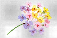 Pink lantana watercolor png Product Image 7