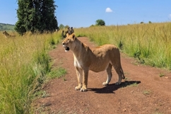 Lioness standing on a dirt road in the African savanna Product Image 1