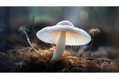 organic above champignon mushroom Product Image 1