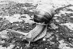 Big garden snail in shell crawling on wet road hurry home Product Image 9