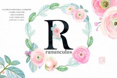 Buttercups. Ranunculus soft pink. Product Image 5