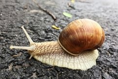 Big garden snail in shell crawling on wet road hurry home Product Image 10