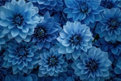 Beautiful blue dahlias forming a floral background Product Image 1
