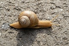 Big garden snail in shell crawling on wet road hurry home Product Image 19
