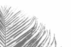 Leaves Shadow Overlay Effect Mockup Product Image 2