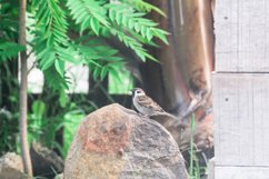 Small Birds Product Image 1