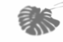 Leaves Shadow Overlay Effect Mockup Product Image 2