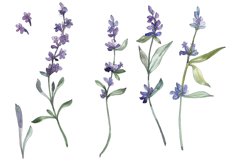 Bouquet summer breeze lavender watercolor png Product Image 1