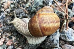Big garden snail in shell crawling on wet road hurry home Product Image 11