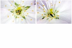 38 White Blossom Floral Flower Close Up Abstract Background Product Image 11