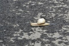Big garden snail in shell crawling on wet road hurry home Product Image 25