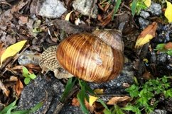 Big garden snail in shell crawling on wet road hurry home Product Image 20