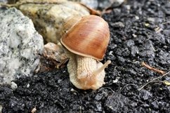 Big garden snail in shell crawling on wet road hurry home Product Image 5