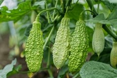 Green bitter melon, bitter gourd or karela growing on a vine Product Image 1