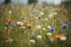 Vibrant wildflower meadow in full bloom Product Image 1